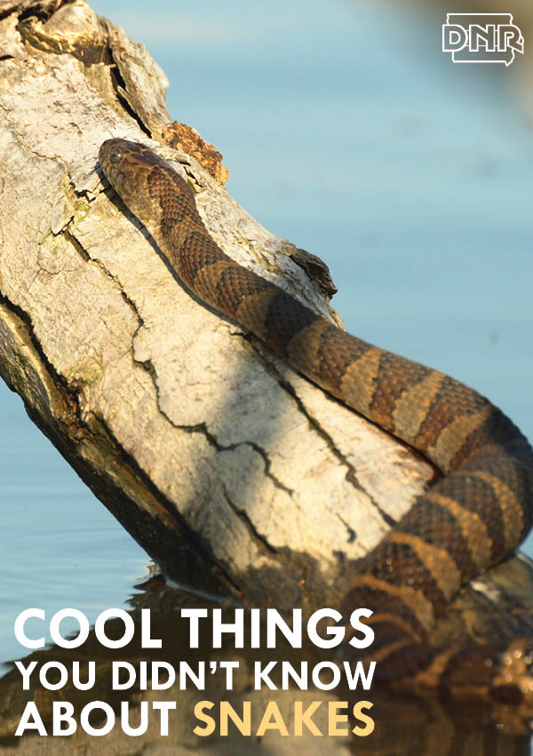 Snakes smell with their tongues and other cool things you should know about snakes | Iowa DNR